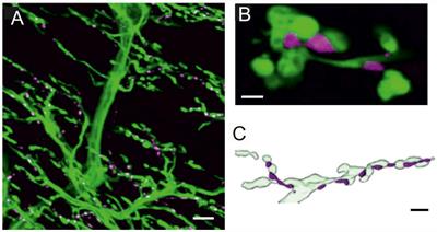 Structural and Molecular Properties of Insect Type II Motor Axon Terminals